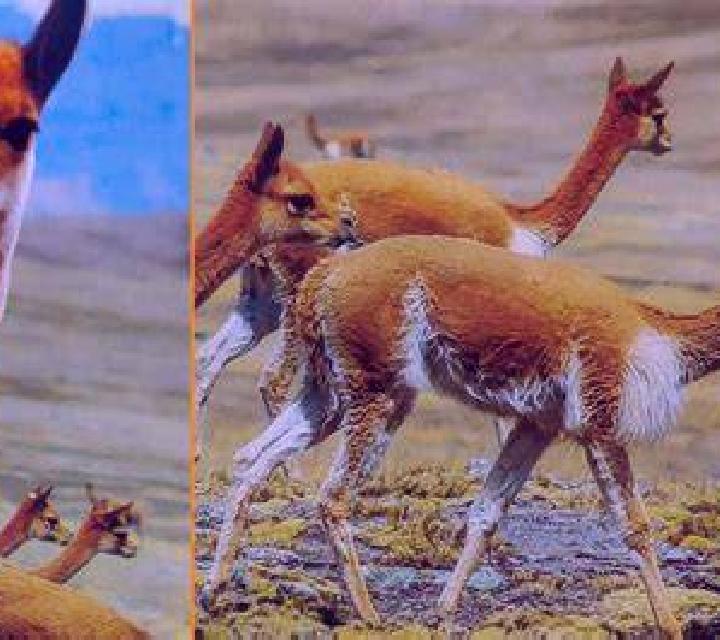 Fresia Vicuna escort