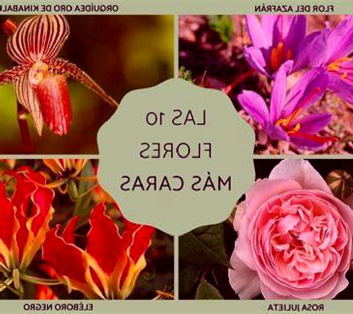 Luna Andacollo escort
